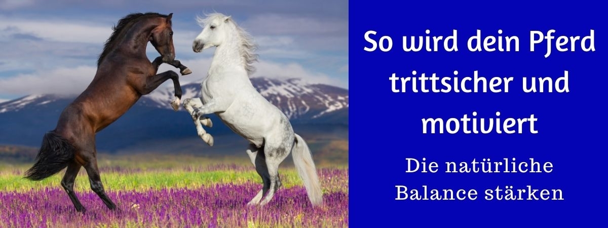 Balance und Koordination des Pferdes verbessern - so wird dein Pferd trittsicher und motiviert.