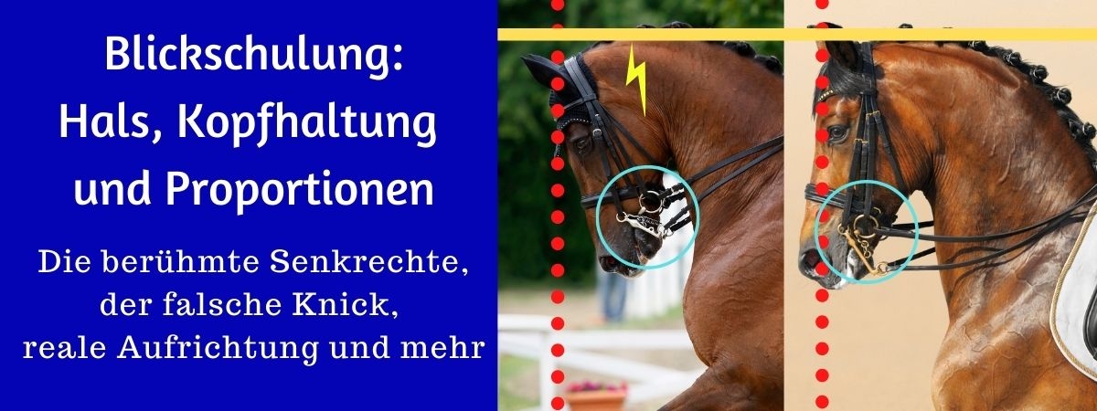 Blickschulung beim Pferd: Hals- und Kopfhaltung und Proportionen